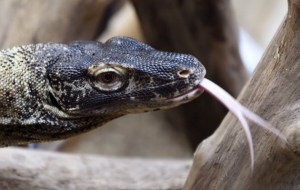 komodo-dragon-philip-desmazes-afp-getty